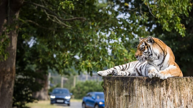 Image of vera v2 the tiger on log with cars in background web 1920x1080