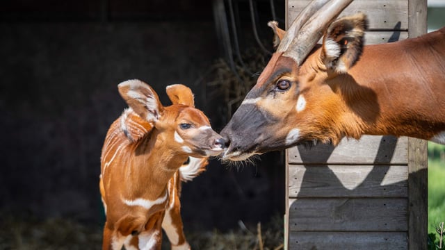 Photo of eastern mountain bongo antelope mother with calf