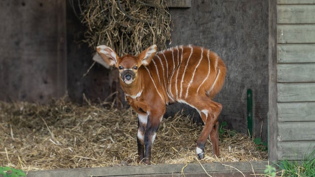Bongo calf standing in day shelter in African Forest
