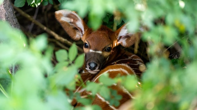 Close up of bongo calf sheltering in undergrowth