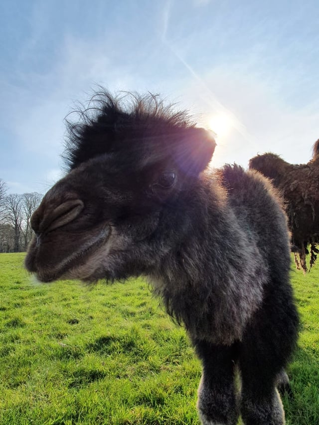 Image of camel baby