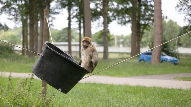 Image of monkey in bucket drive through car web 1920x1080