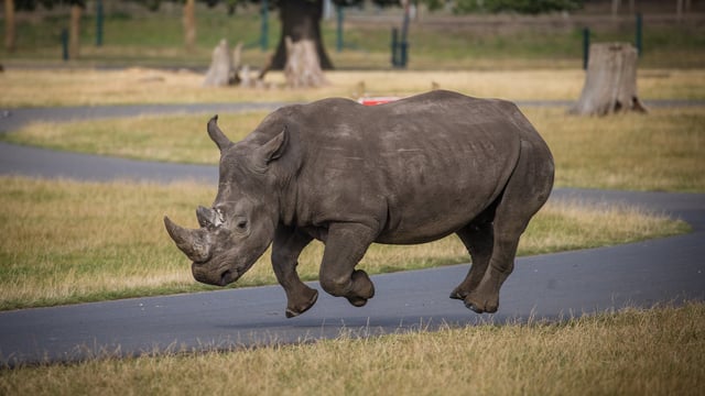 Granville the southern white rhino running along with all four feet off the ground