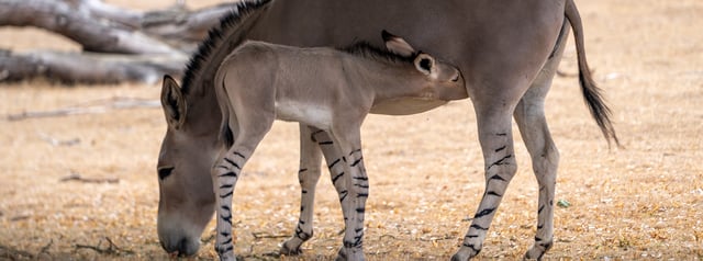 Image of amara & foal naming comp banner 1688x630
