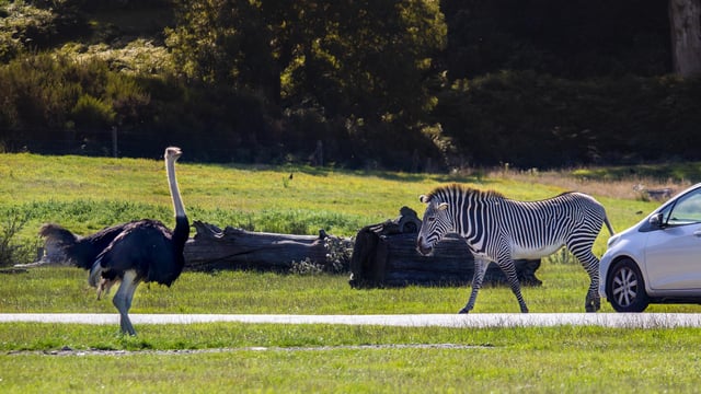 Image of zebra ostrich cars road safari web 1920x1080