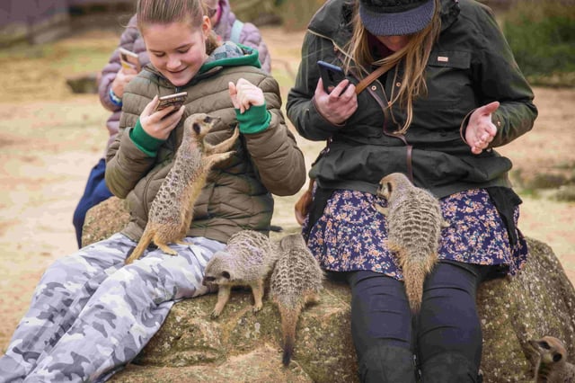 Four meerkats sat on the laps of a girl and a woman
