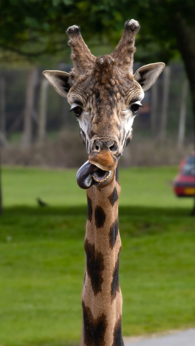 Casper the Rothschilds giraffe licking lips 