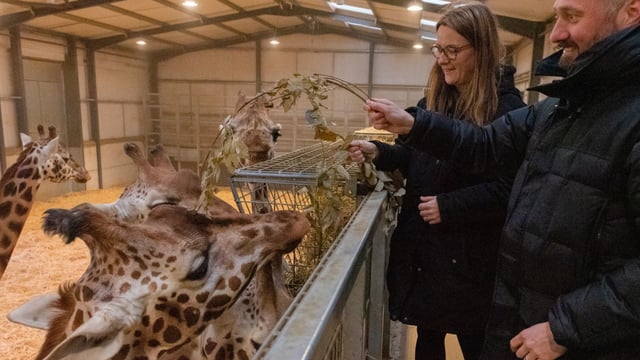 A man and a woman feeding a branch to a giraffe from a mezzanine