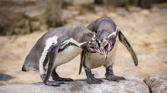 Image of wsp july  penguins 23 web landscape 1920x1080