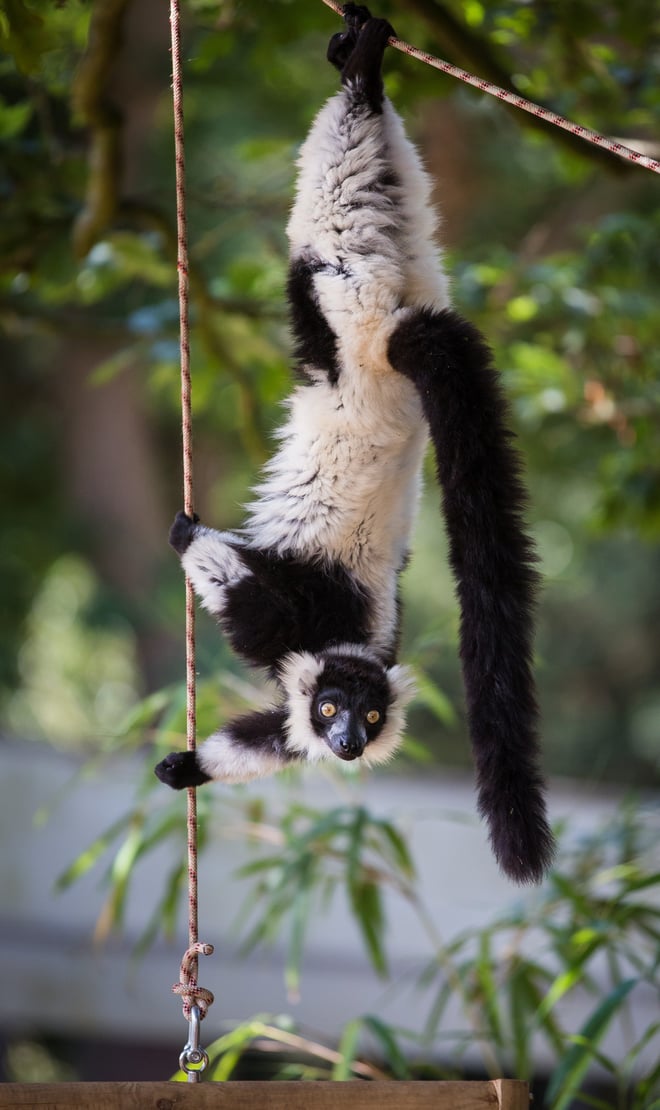 Black and white ruffed lemur hangs upside down from suspended rope with trees in background