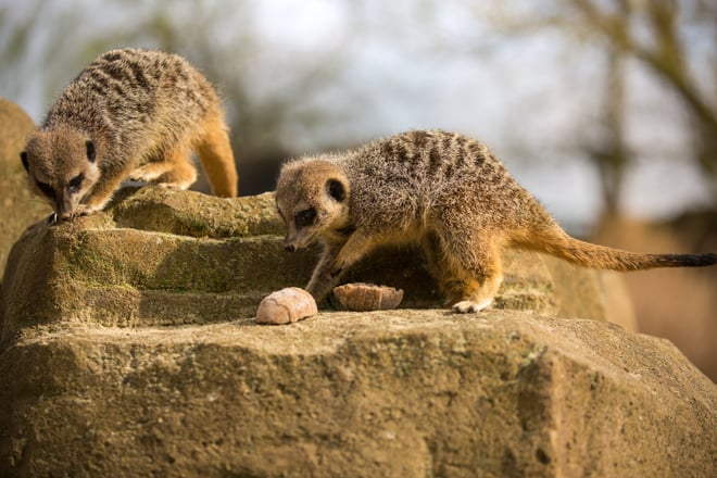Image of meerkats ( easter shoot) woburn safari park  march 2017  16