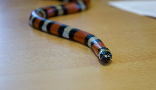 Image of milk snake 511