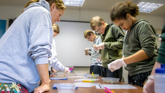 Group of older children work on a long table in an indoor classroom dissecting owl pellets in an indoor educational classroom