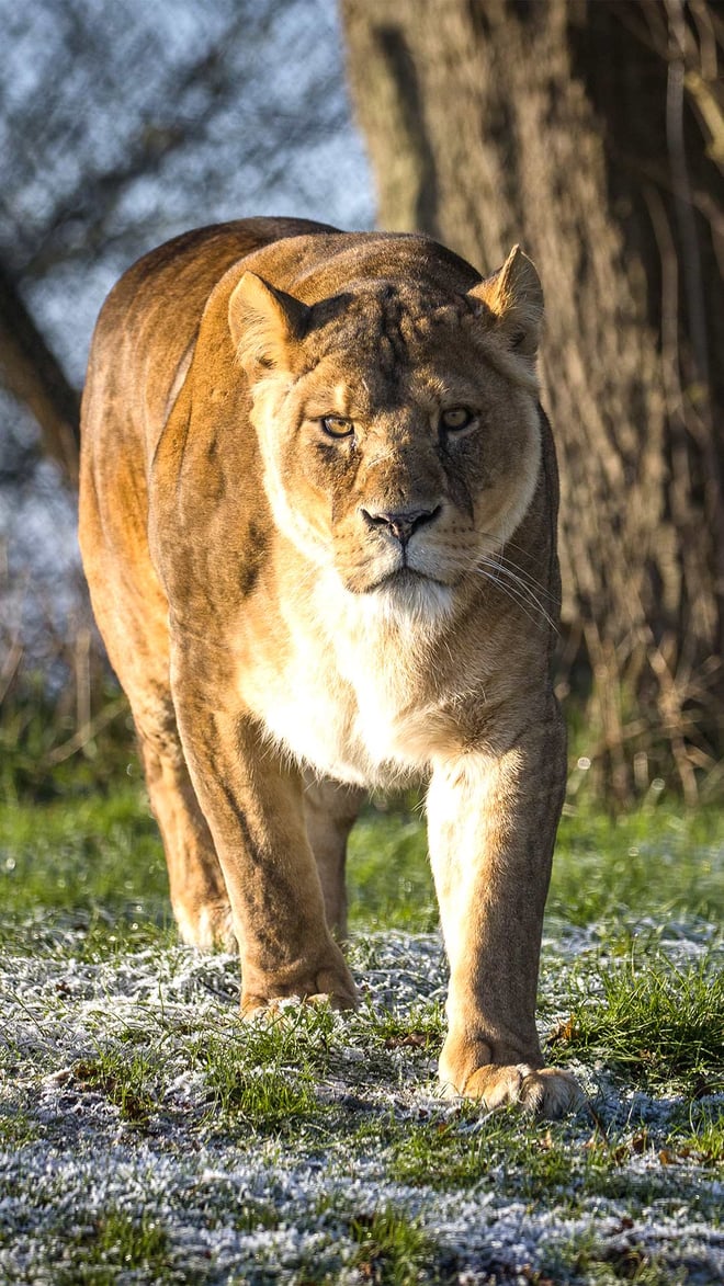 Image of lion looking at the camera web portrait 1920x1080