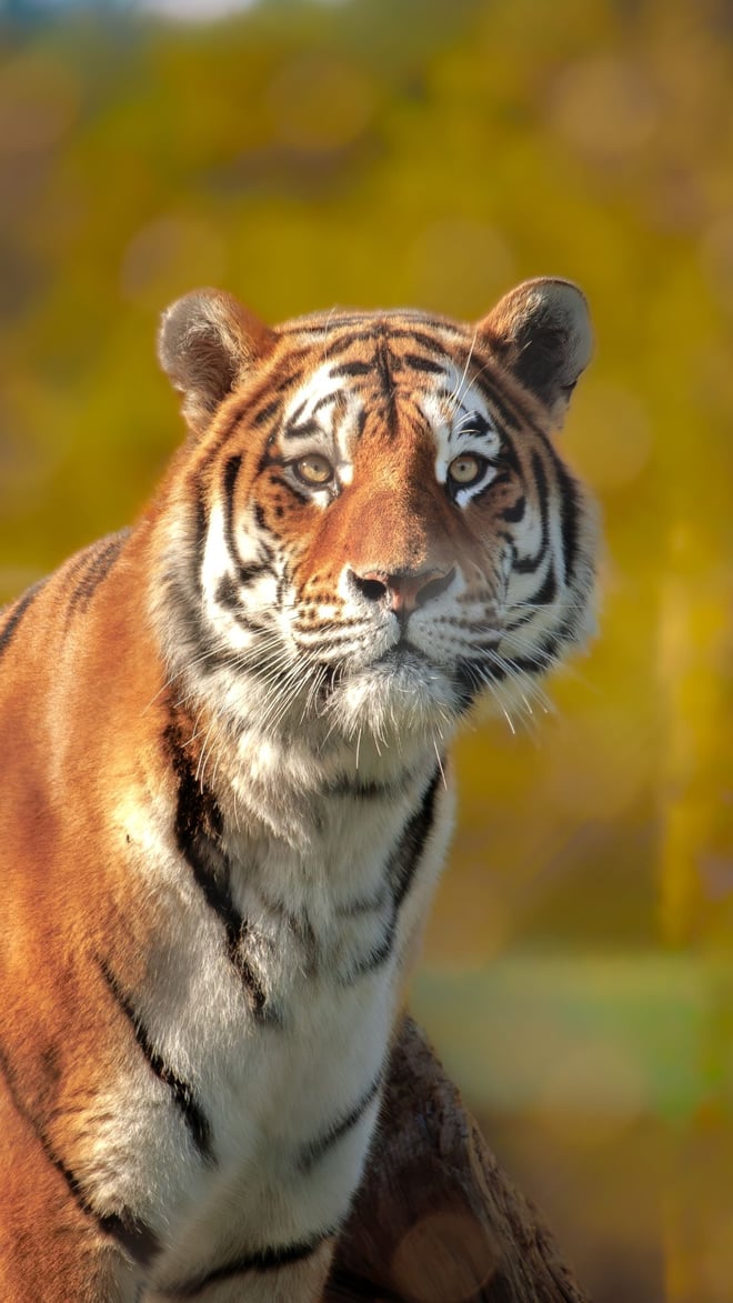 Image of webresmob1080 x1920 dmitri tiger autumn leaves 2023