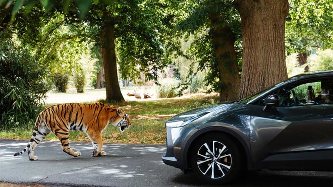 Image of tiger alongside car woburn safari park hero 2025 web 1920x1080