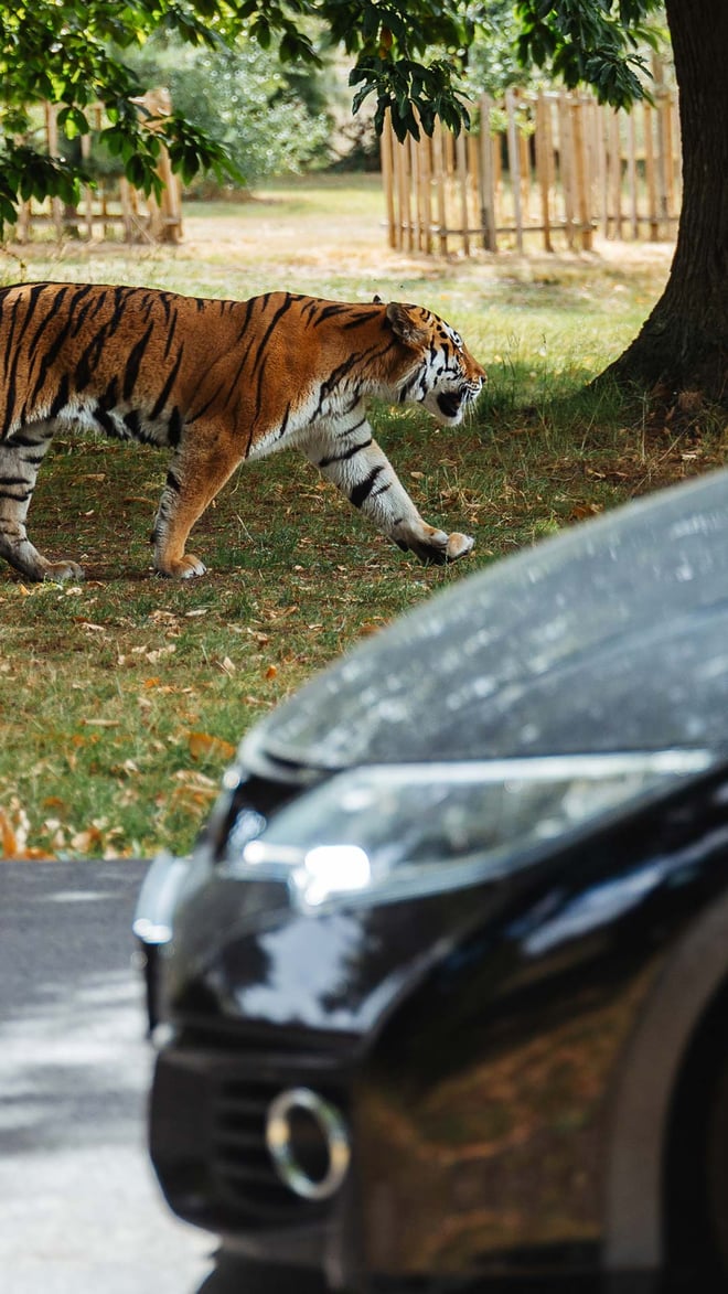 Image of tiger alongside car woburn safari park hero mob 1080x1920