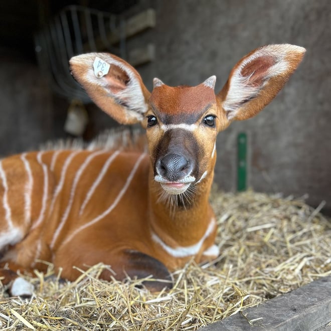 Image of bongo djembe in shelter keeper mia square 1080x1080