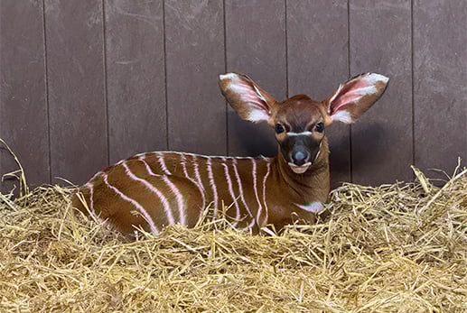 Image of bongo girl teaser 372x250 web