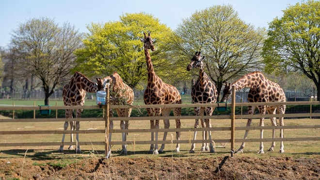 Giraffe herd feeding at Giraffe Meadow at Woburn Safari Park
