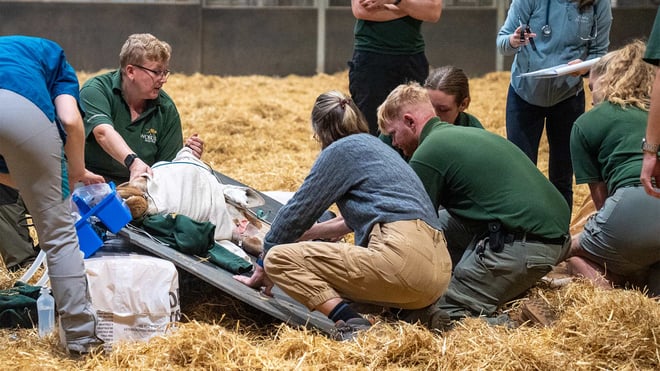 Image of positioning sahara the giraffe landscape web res 1920x1080