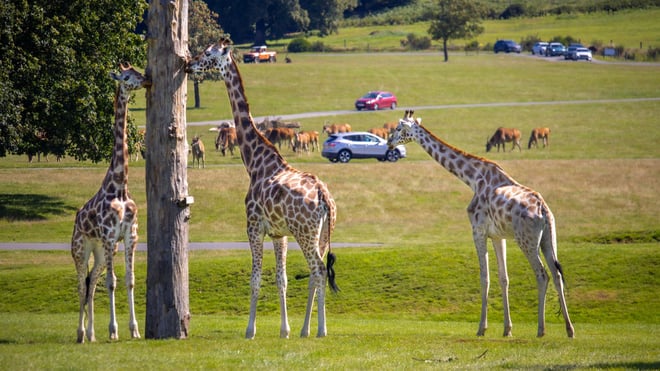 Landscape picture of three Rothchild's giraffe in foreground, cars and eland antelope in distance