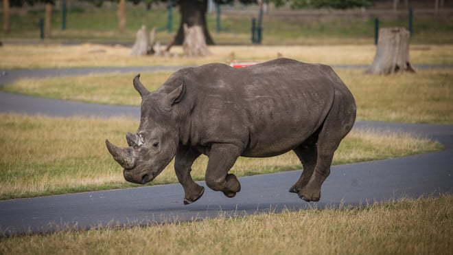 Granville the southern white rhino running along with all four feet off the ground