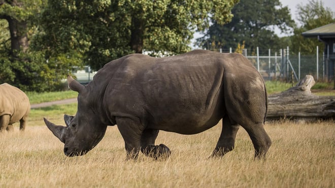 Granville in Savannah Grasslands 