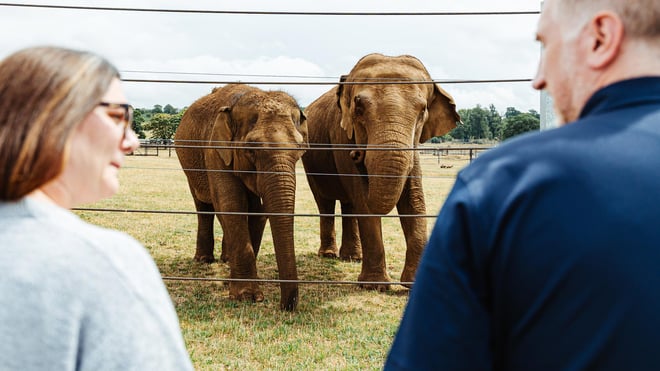 Image of elephant encounter 2025 landscape hero web 1920x1080