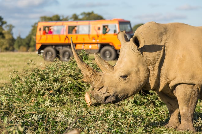Rhino stands by vegetation with safari VIP bigfoot vehicle in background 