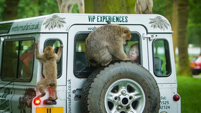 VIP truck with Barbary Macaques at Woburn Safari Park 