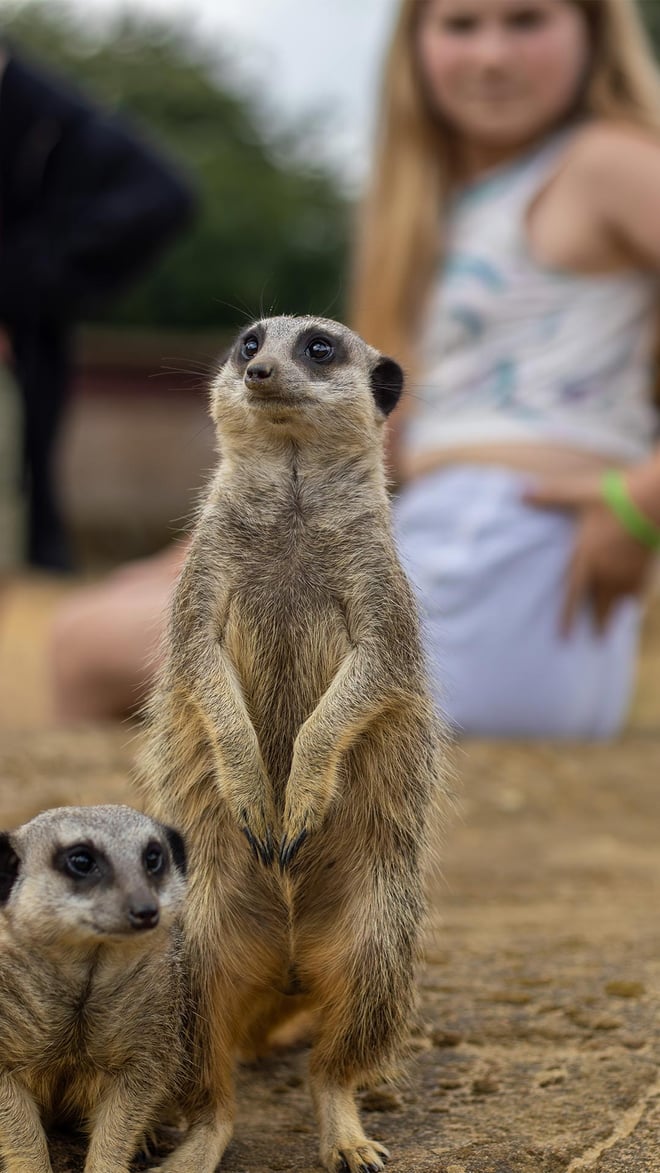 VIP Upclose Meerkat Encounter at Woburn Safari Park