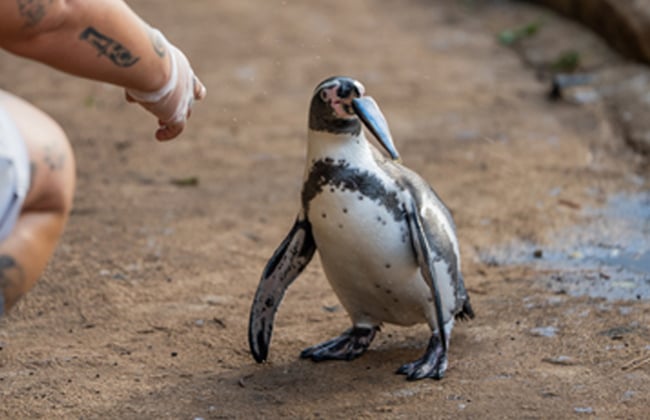 Image of penguin vip uce web teaser 650x420