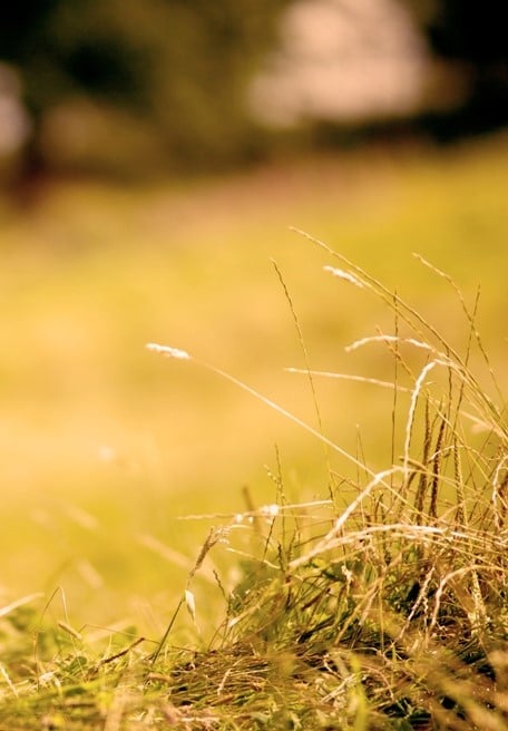 Image of grass background mob