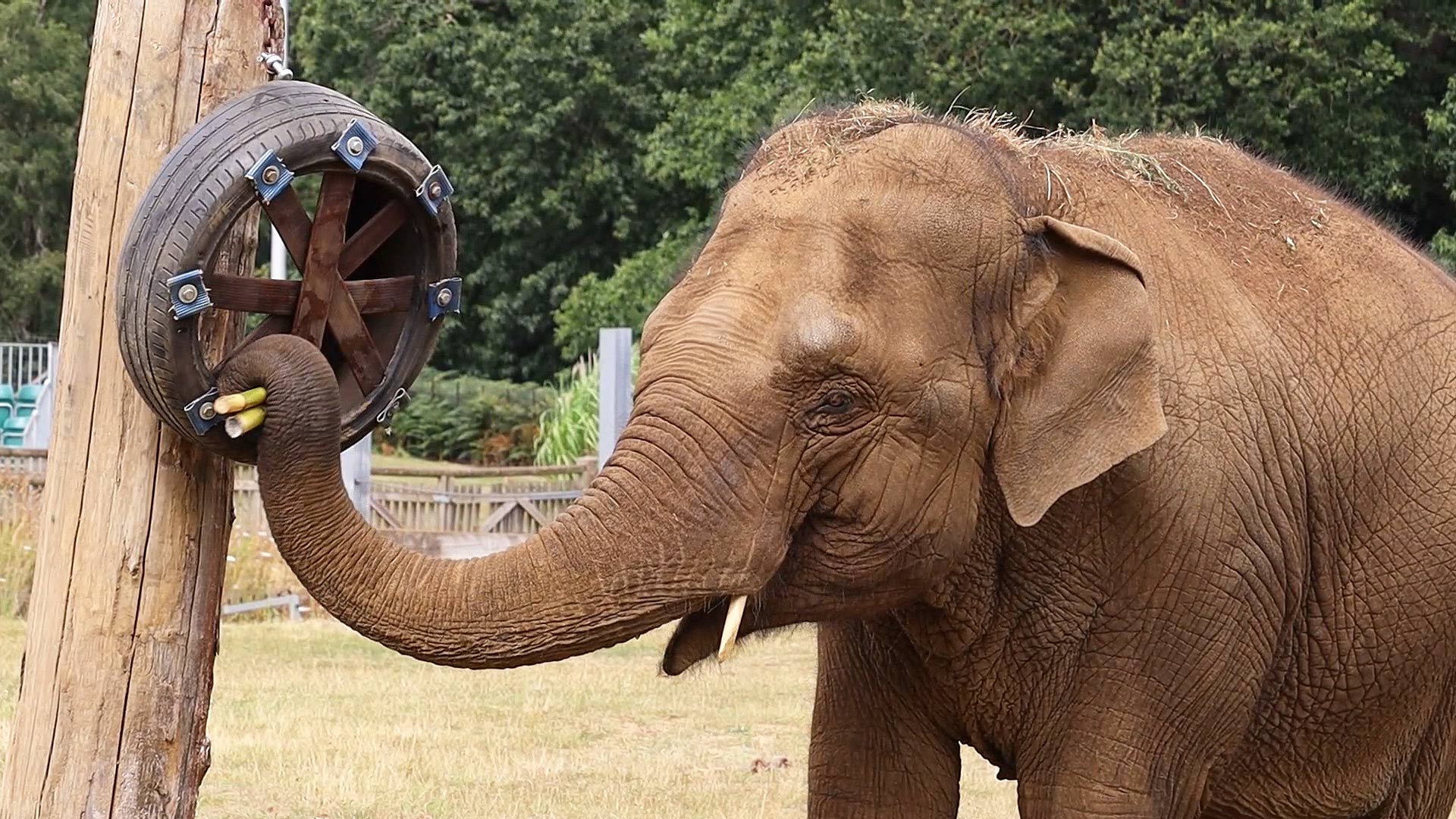 Elephant eating sugar cane enrichment Aug 2024