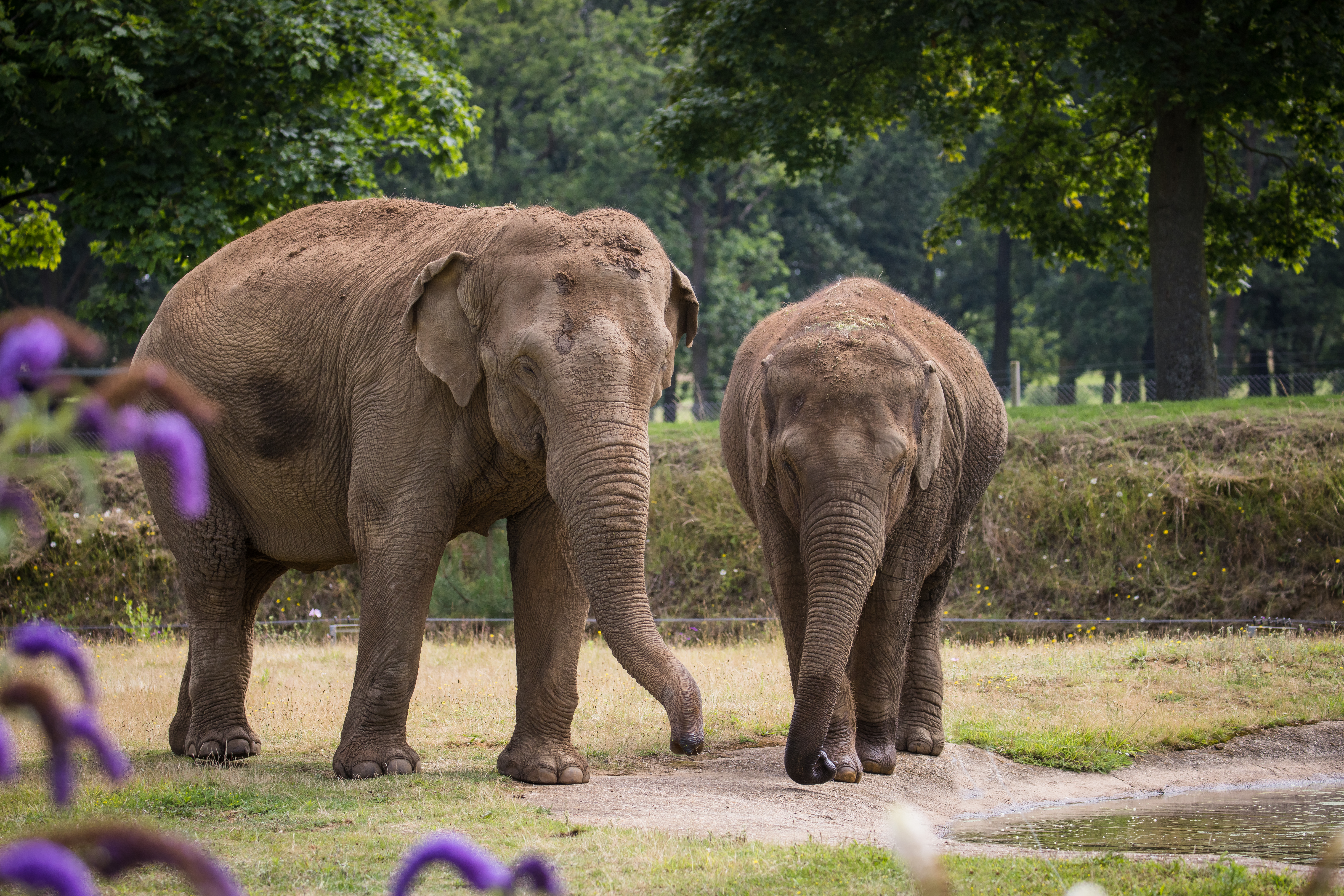 asian elephants landscape 1920x1080
