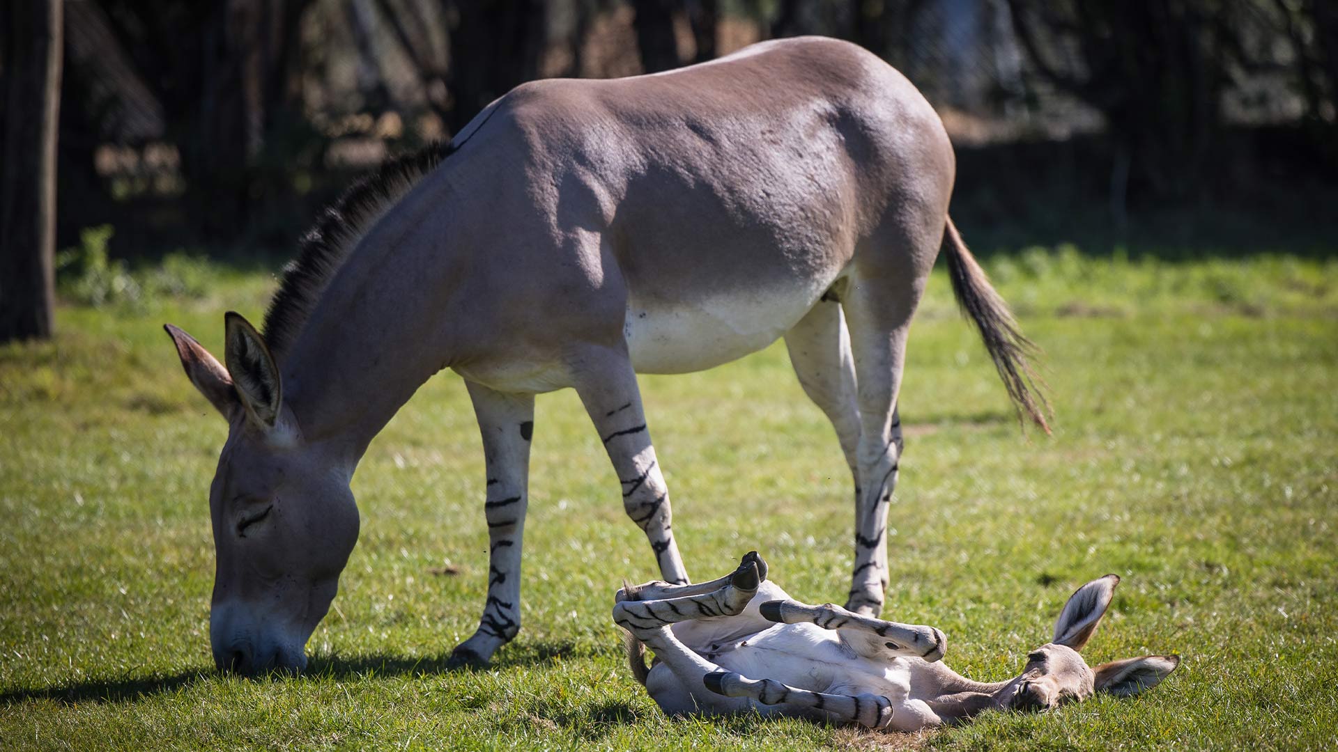 Somali wild ass foal rolling around 
