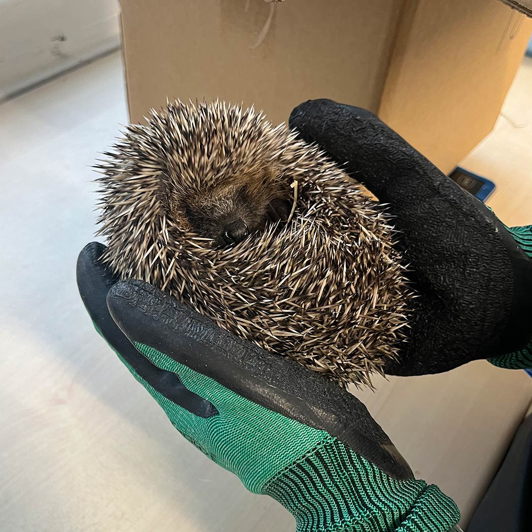 hedgehog-recieving-health-checks-cropped-for-web-1080x1080.jpg
