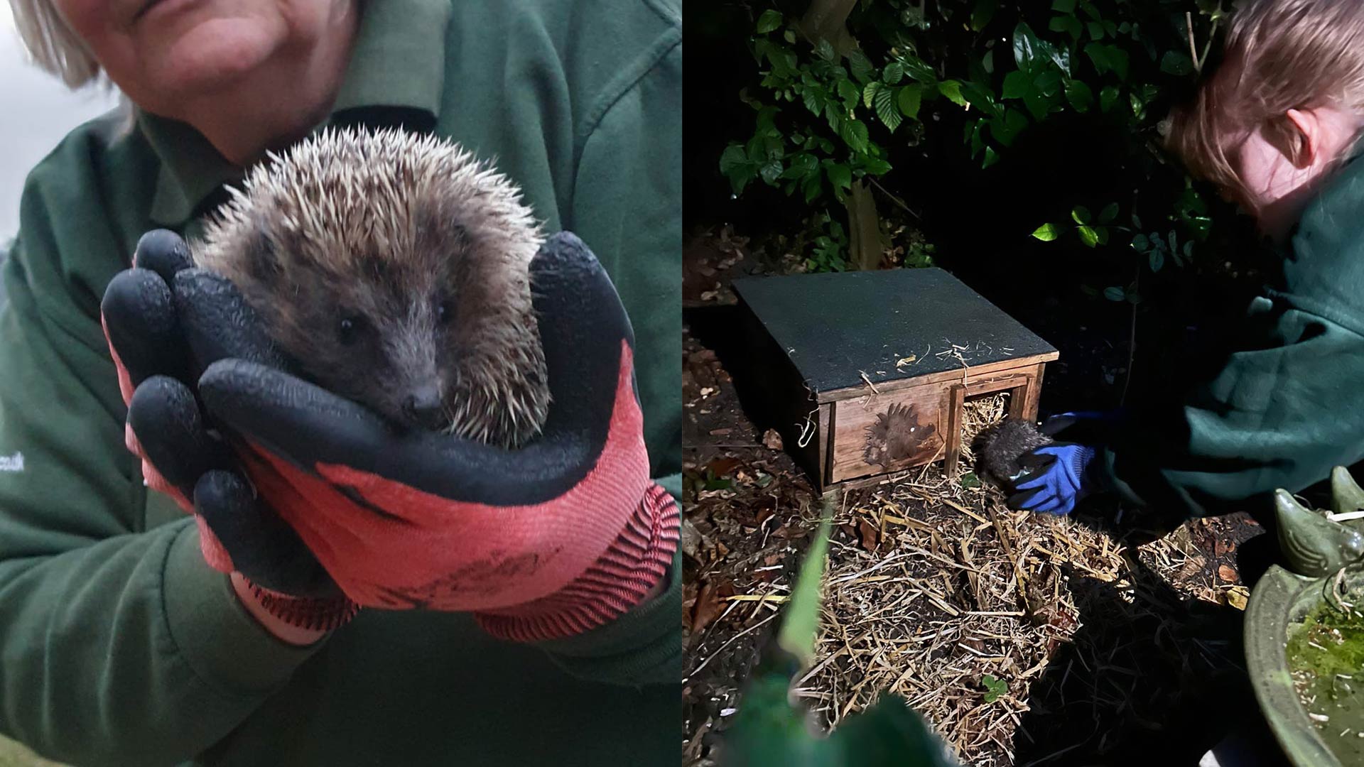 hedgehogs-release-collage-cropped-for-web-1920x1080.jpg
