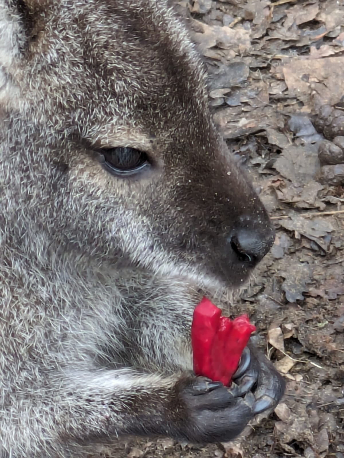 WallabyHeart_HolidayWorkshop.jpg