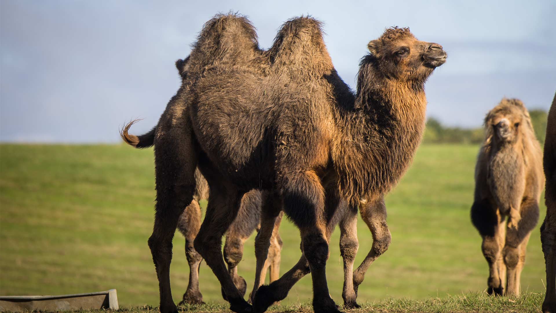 Camel stood in a paddock facing left showing two humps on back