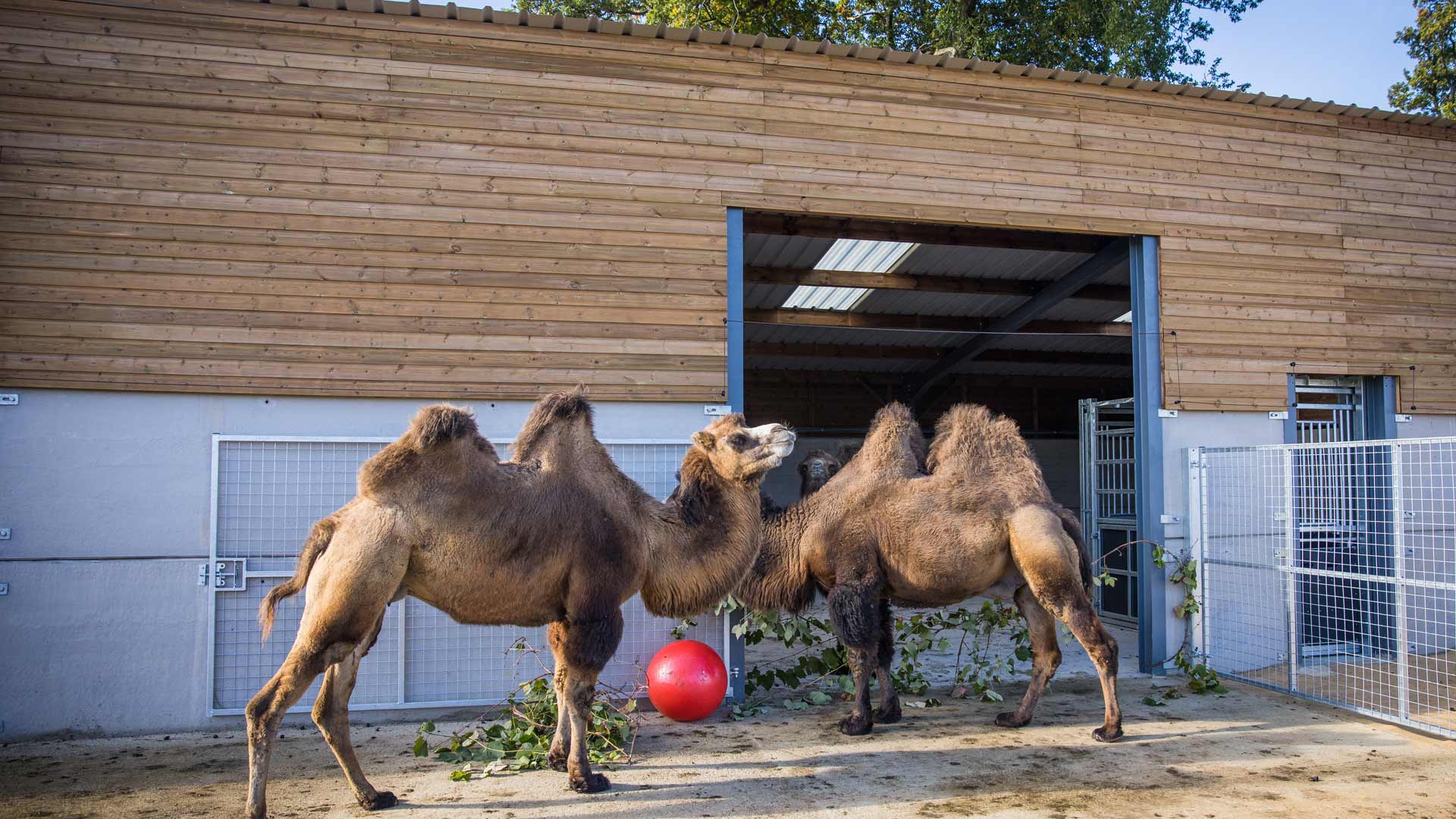 Two camel stood in front of a large barn