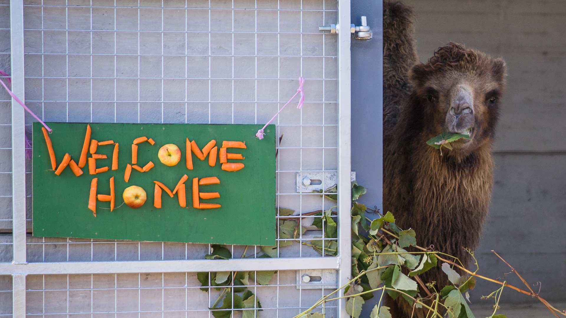 Camel stood in an open barn door next to a sign that spells 'welcome home' in carrots