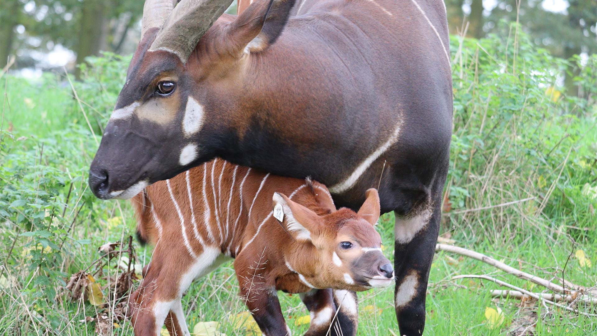 Bongo and calf Djembe oct 2024 