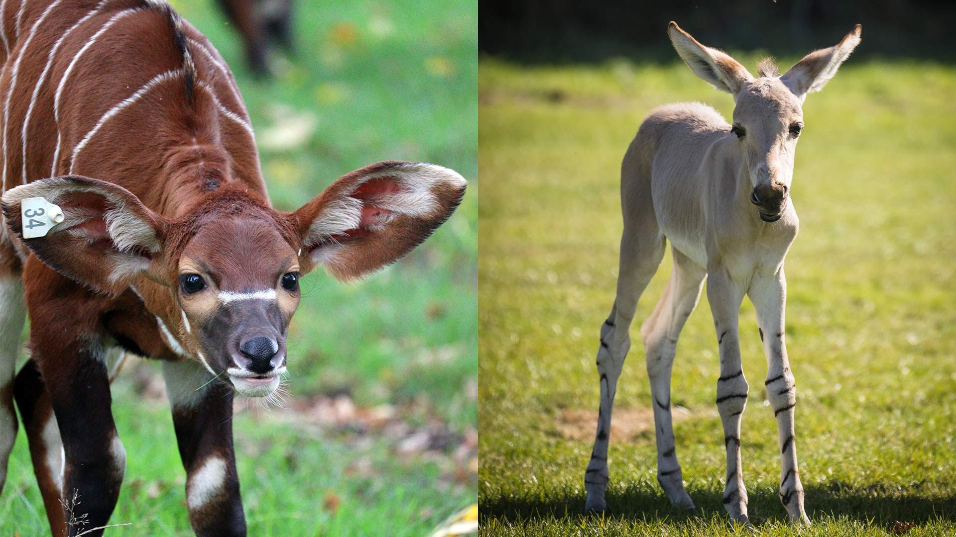Bongo and foal collage 2024