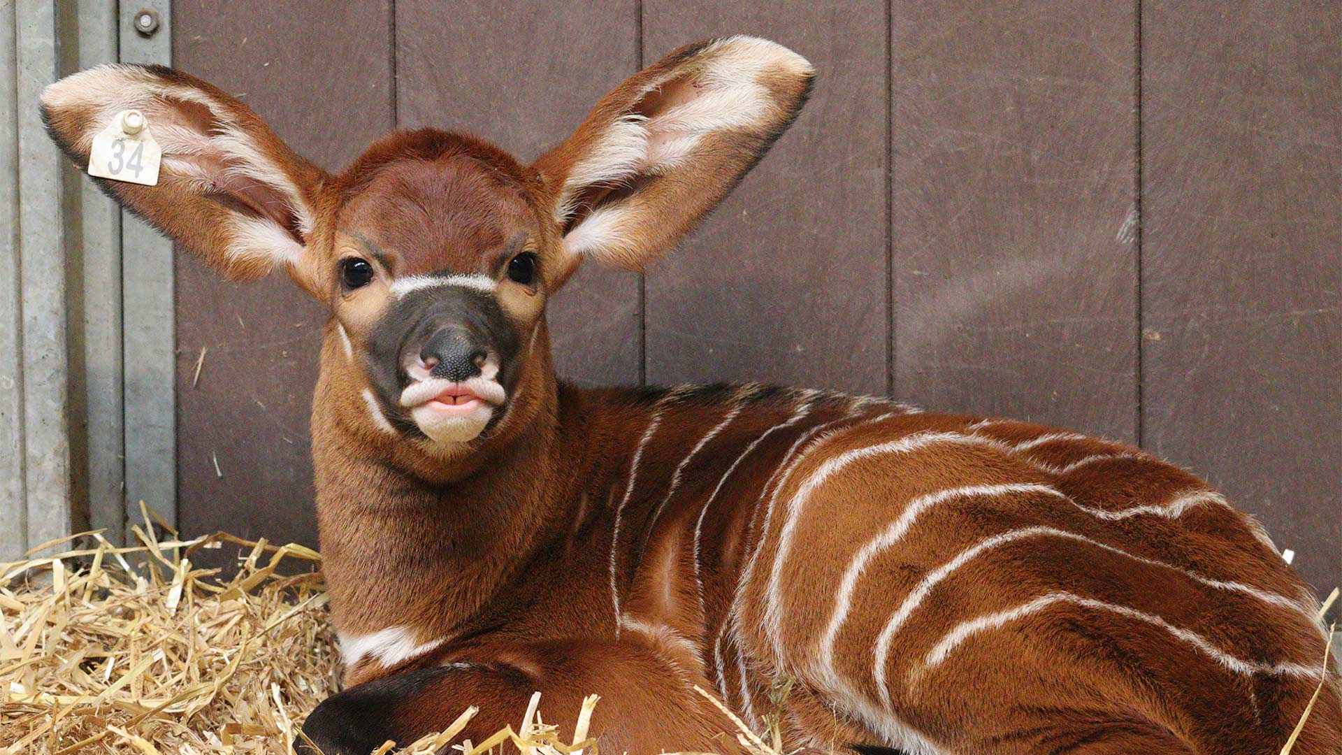 Bongo calf Djembe oct 2024 