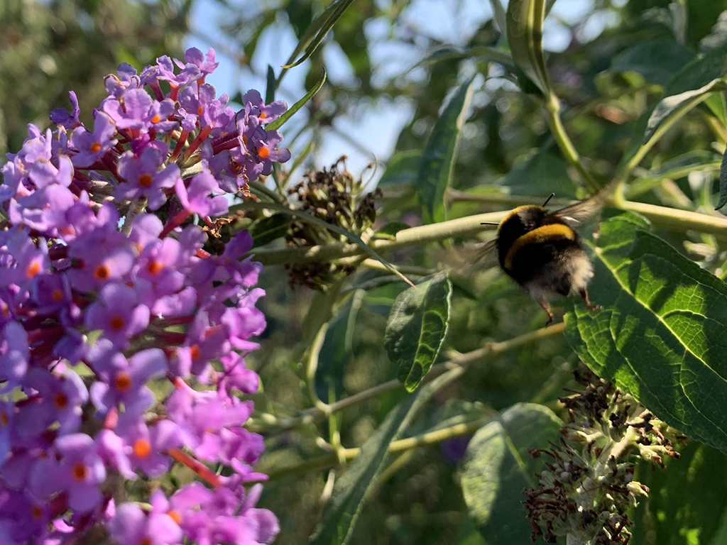 Buff tail bumblebee