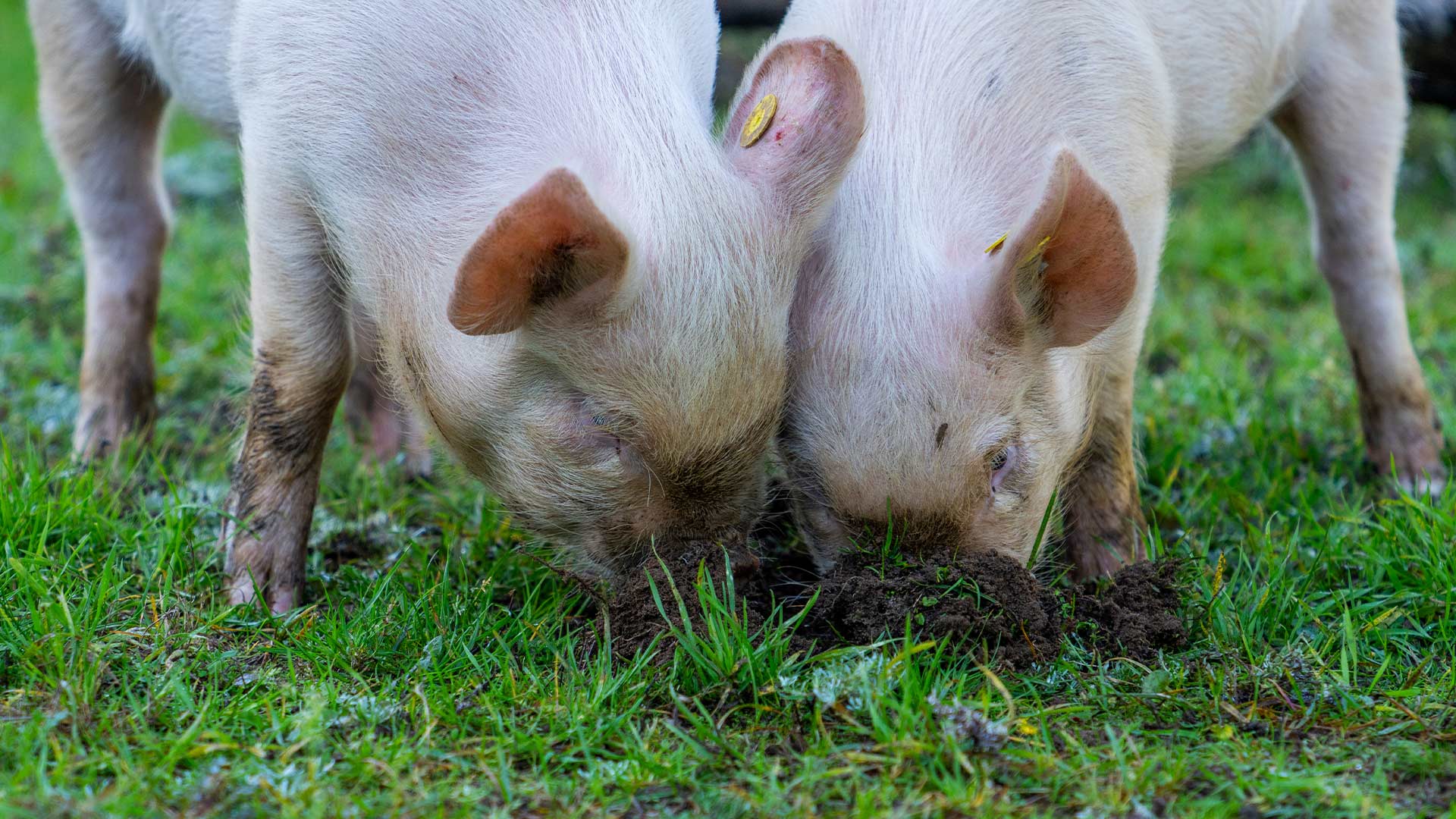 Two new pigs digging with snouts