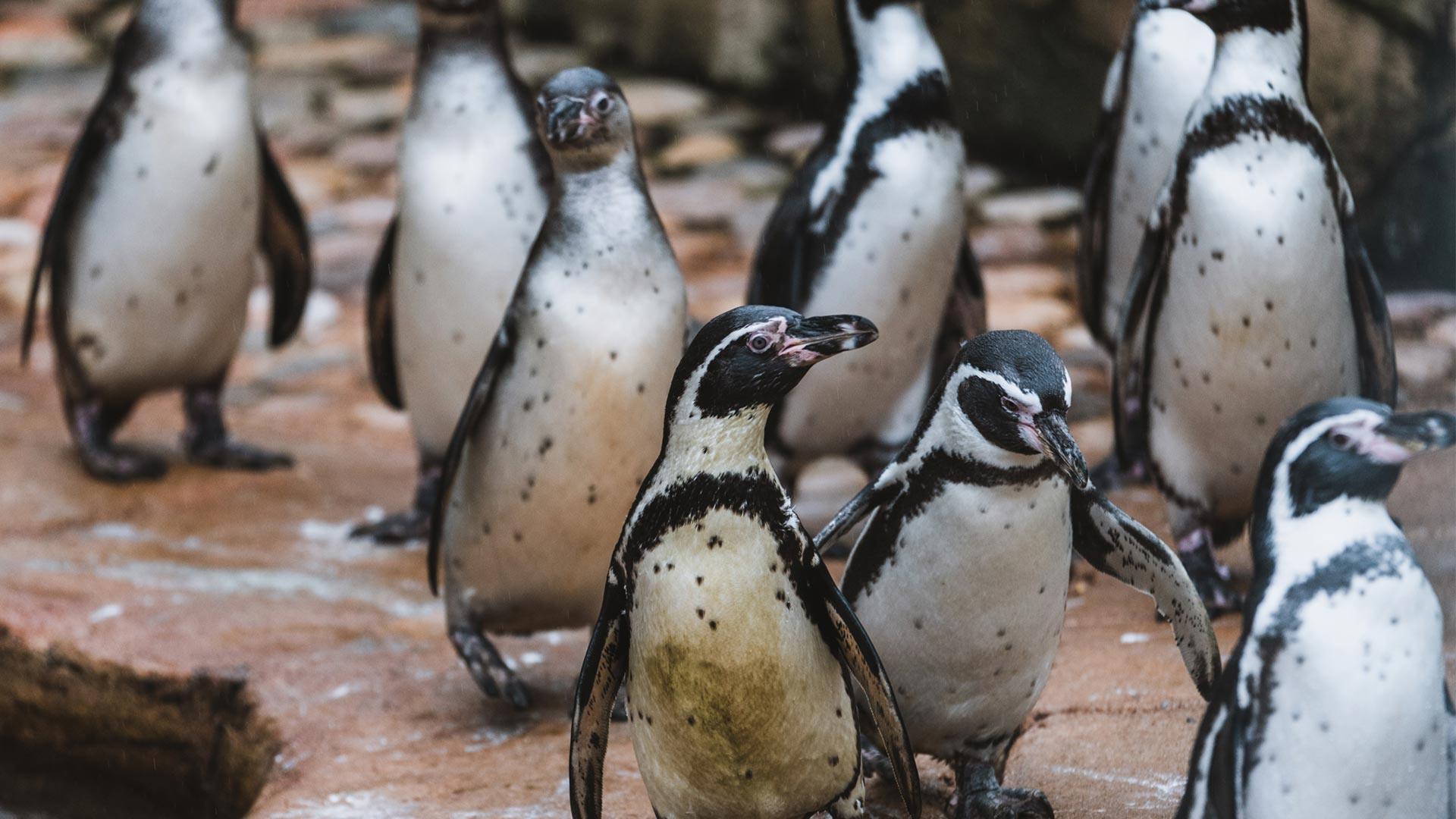 New penguin Pip with the group of penguins