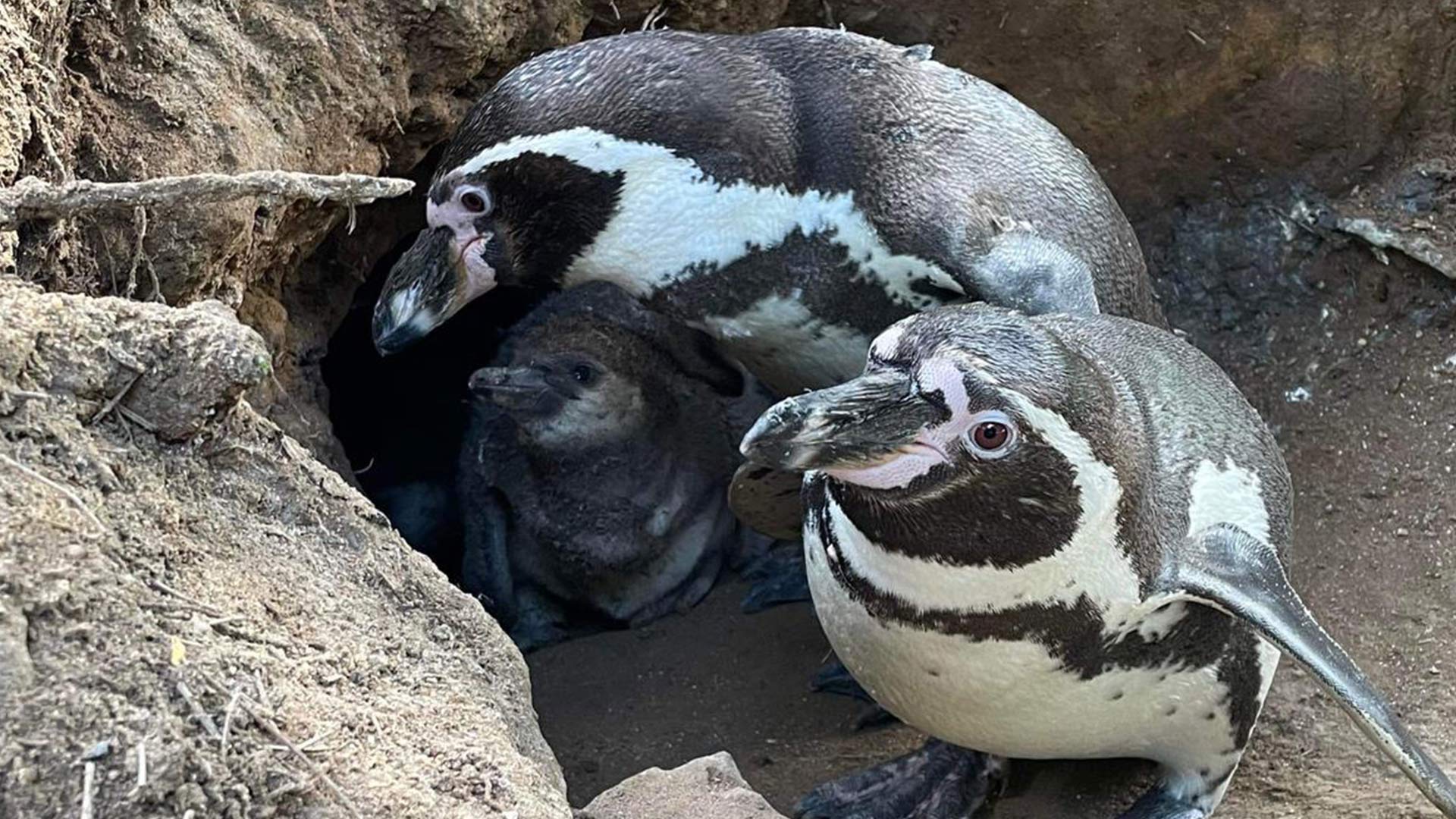 Penguins and chick in nest